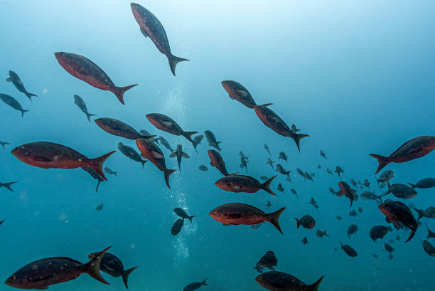 加勒比海的速度奇迹：博尔特与牙买加田径文化